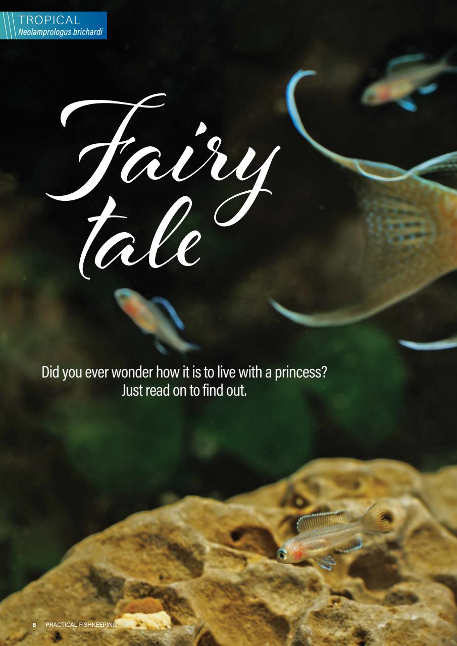 Practical Fishkeeping Preview Pages