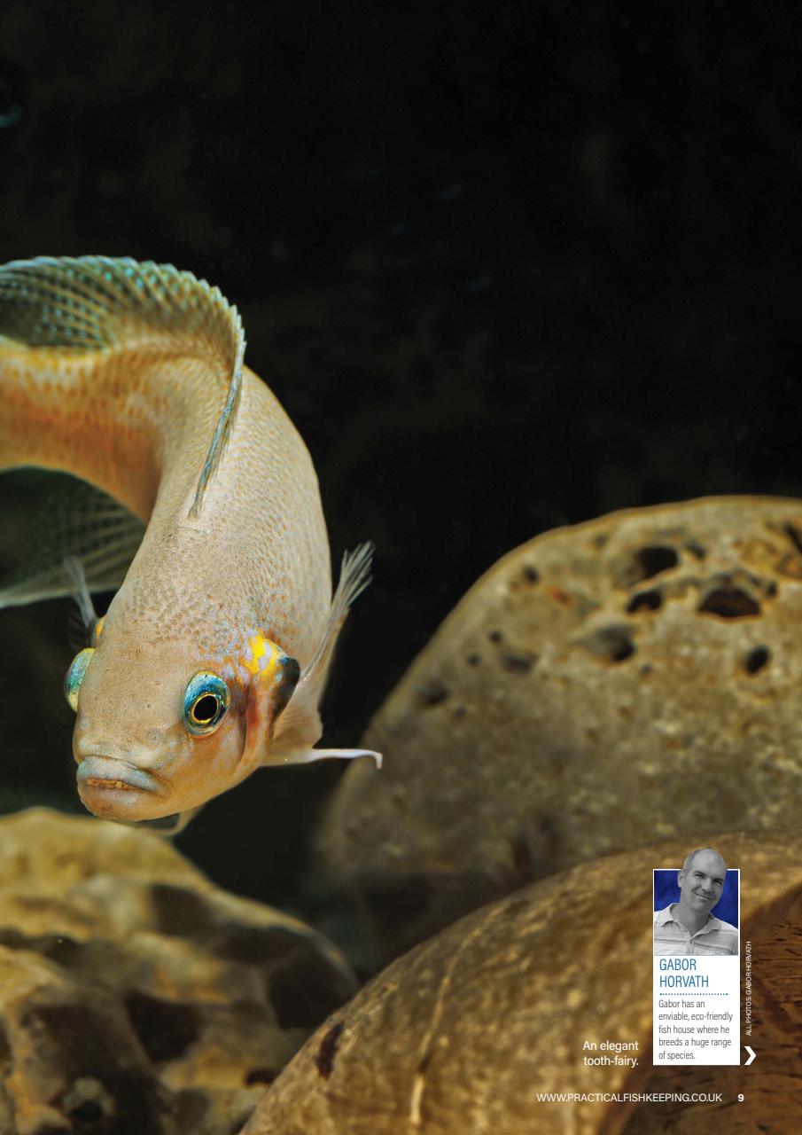 Practical Fishkeeping Preview Pages