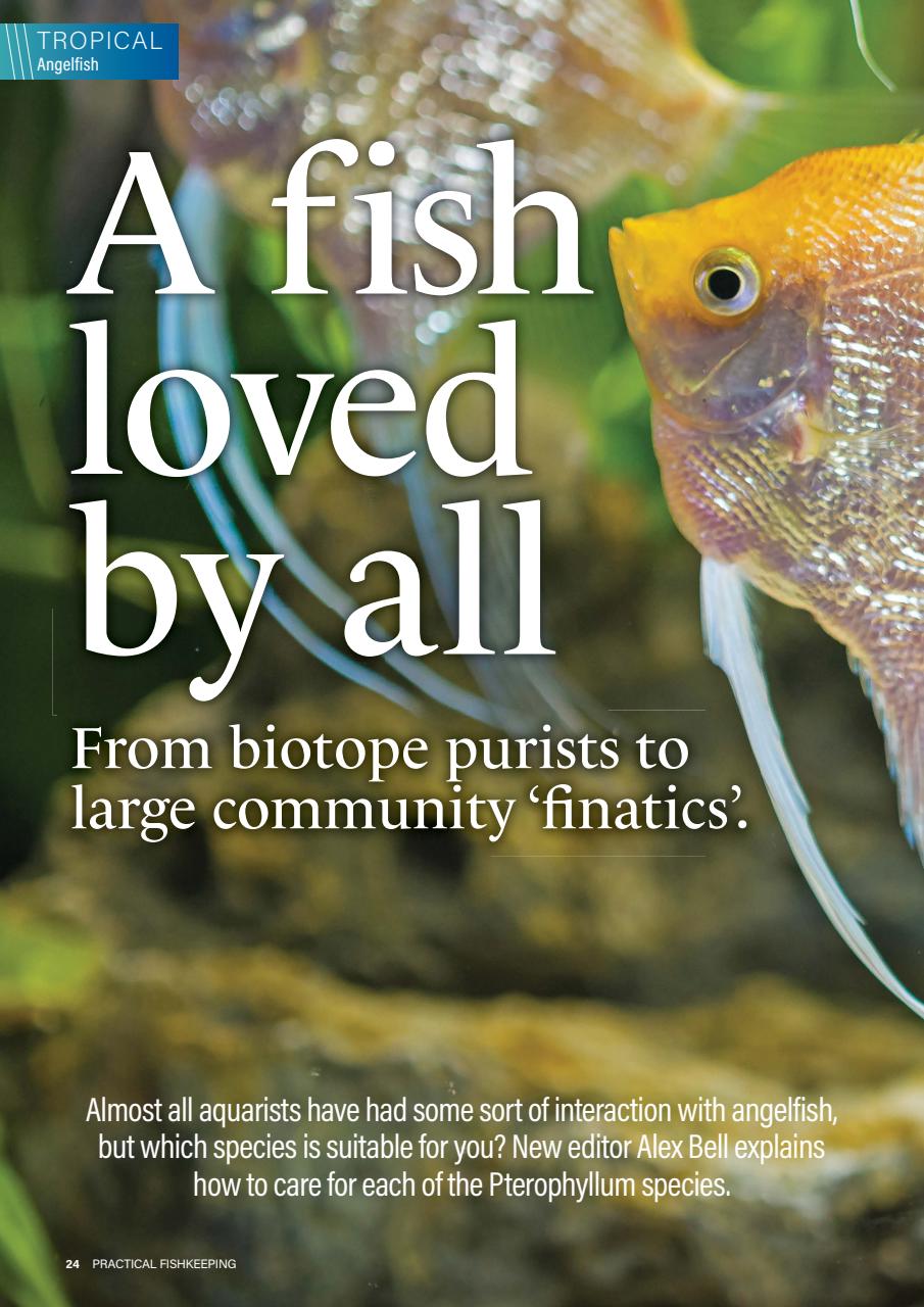 Practical Fishkeeping Preview Pages