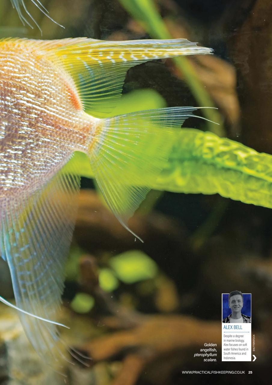 Practical Fishkeeping Preview Pages