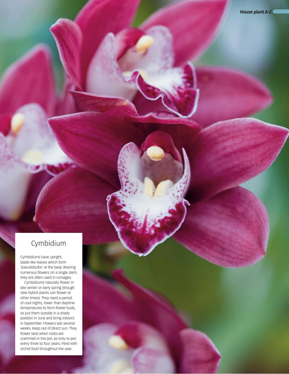 BBC Gardeners’ World Magazine Preview Pages