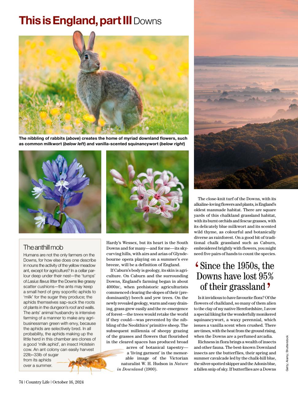 Country Life Preview Pages