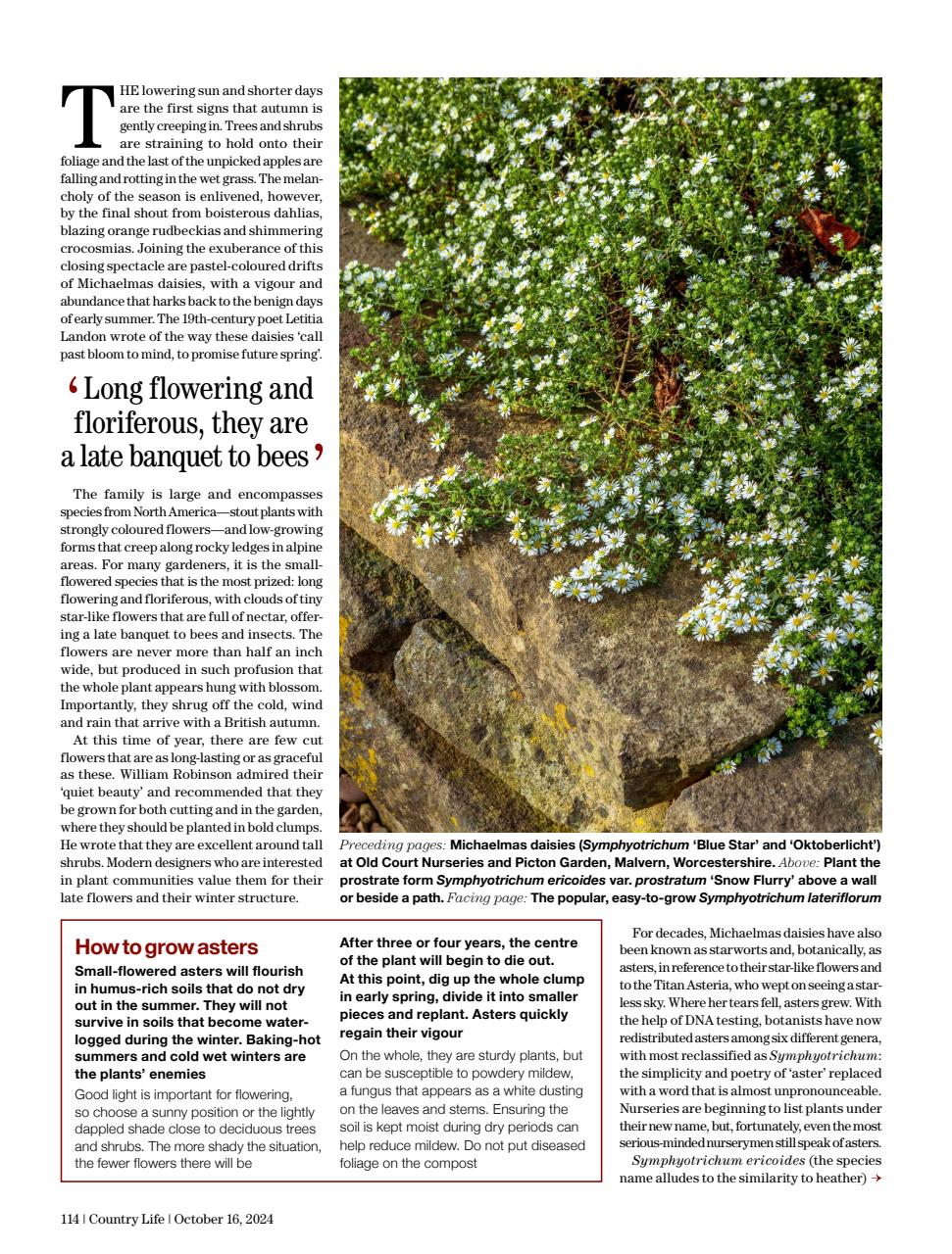 Country Life Preview Pages