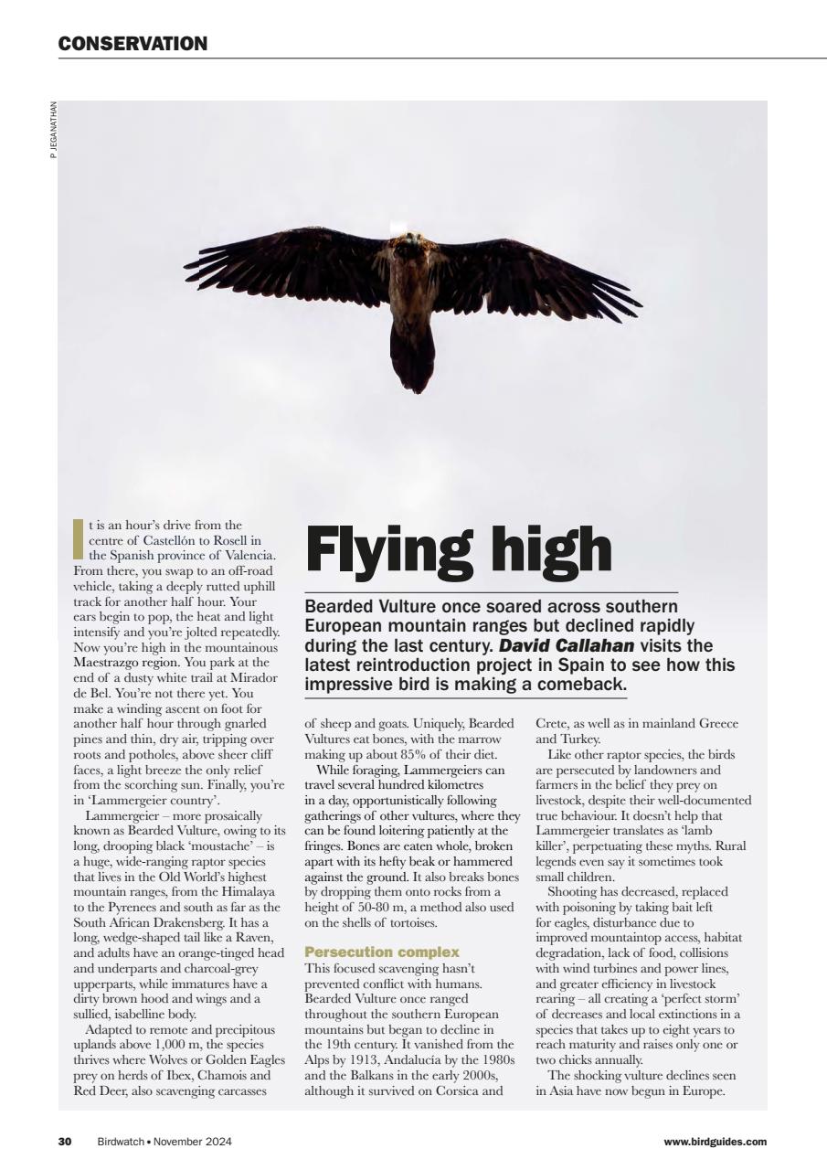 Birdwatch Magazine Preview Pages