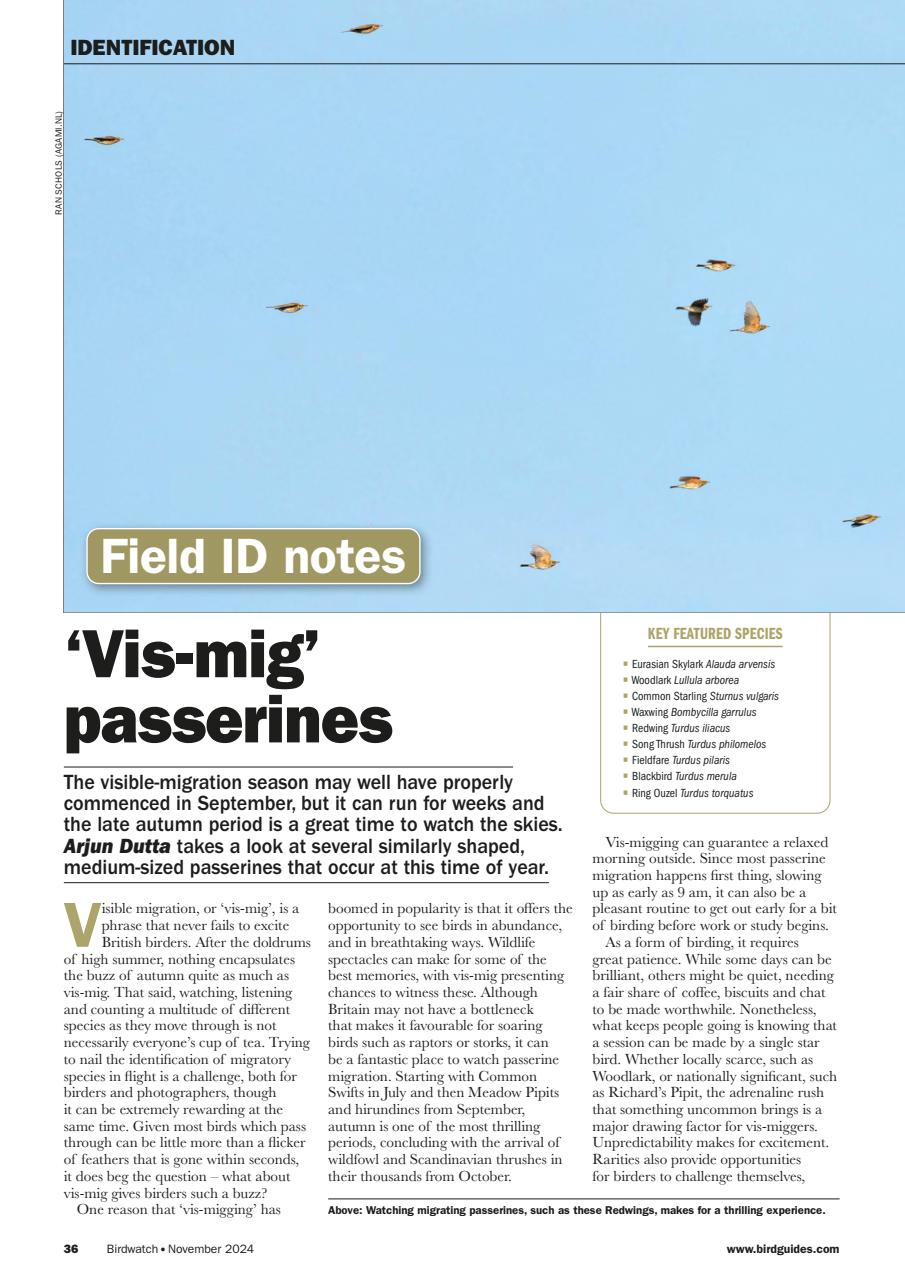 Birdwatch Magazine Preview Pages