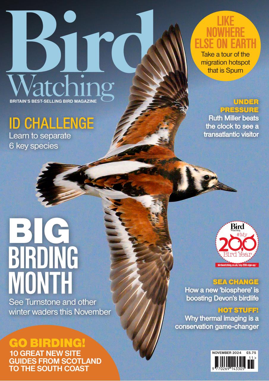 Bird Watching Preview Pages