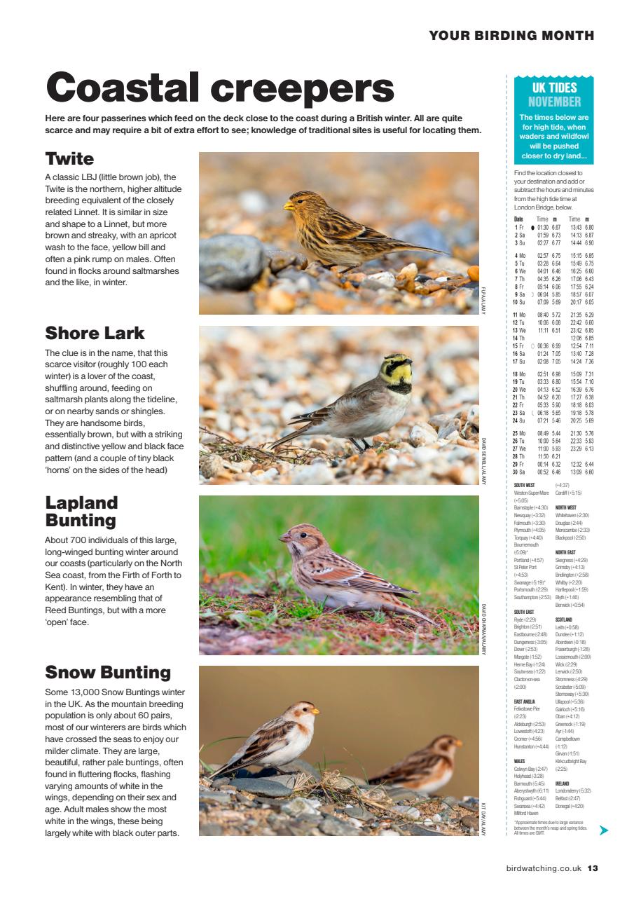 Bird Watching Preview Pages