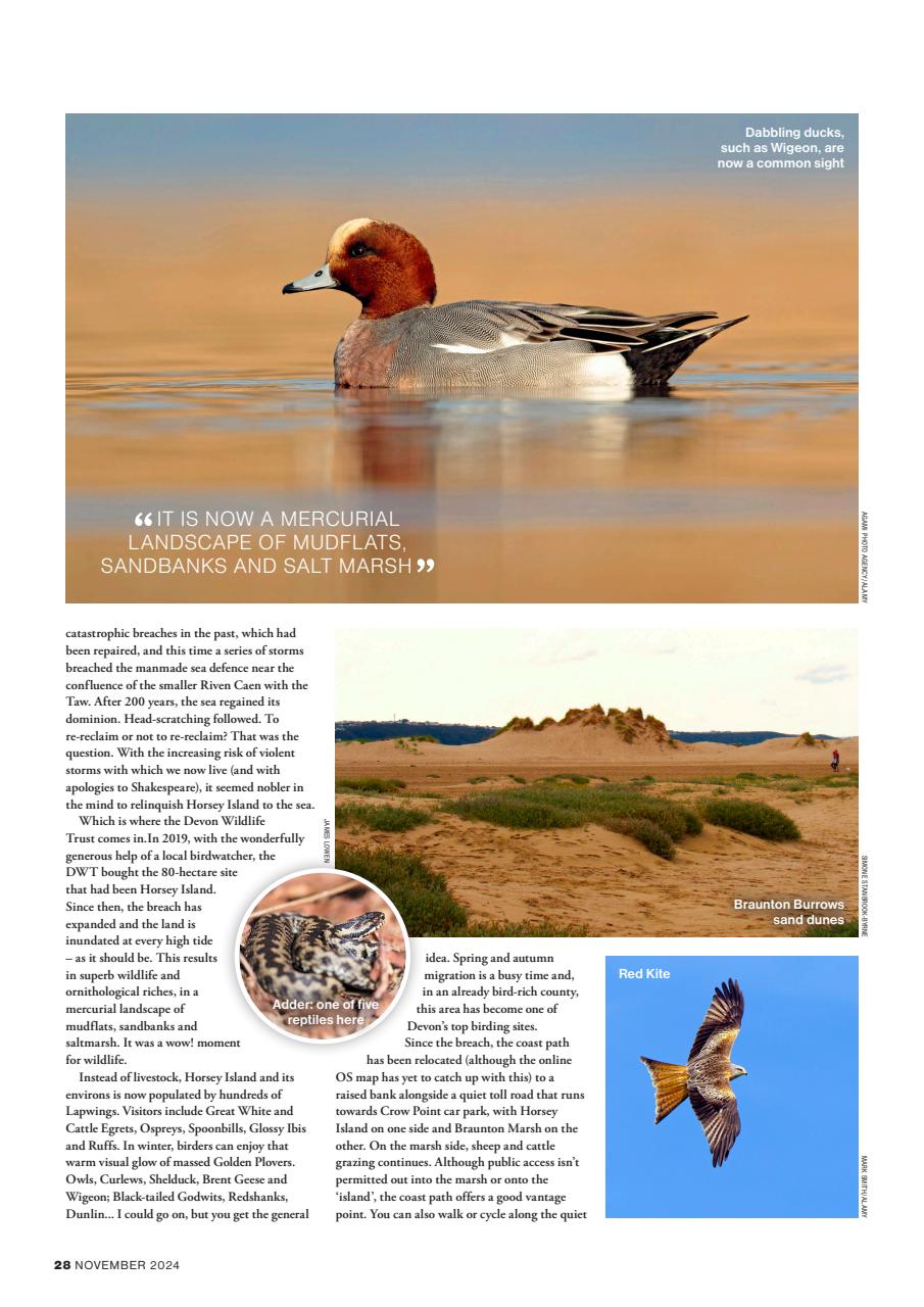 Bird Watching Preview Pages