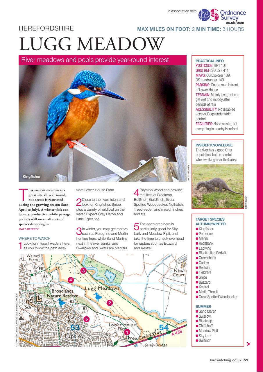 Bird Watching Preview Pages