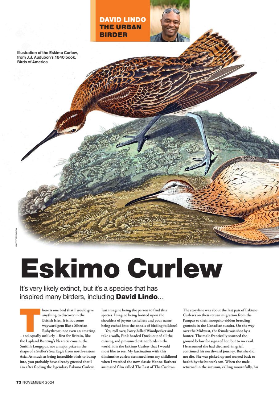Bird Watching Preview Pages