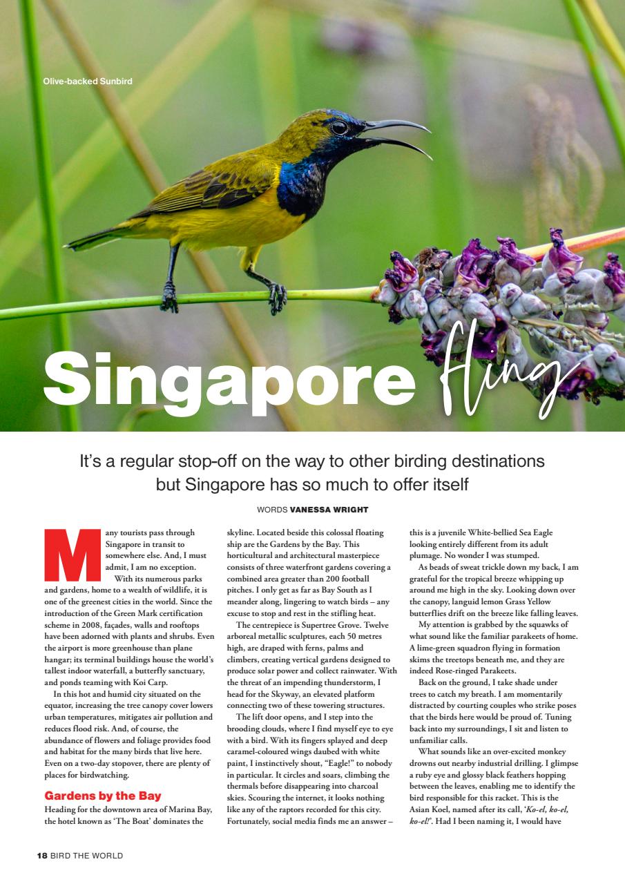 Bird Watching Preview Pages