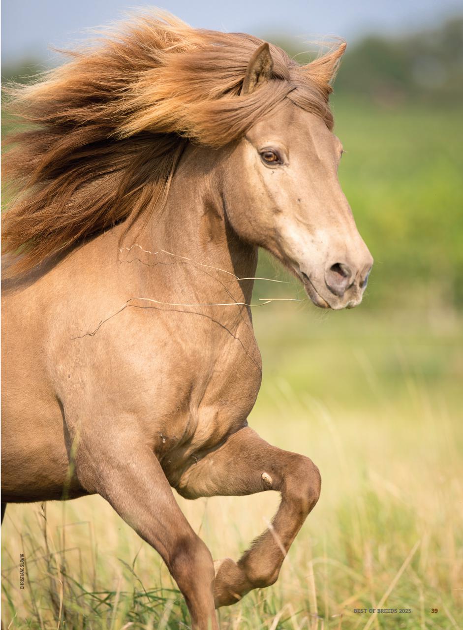 Horse Illustrated Magazine Preview Pages