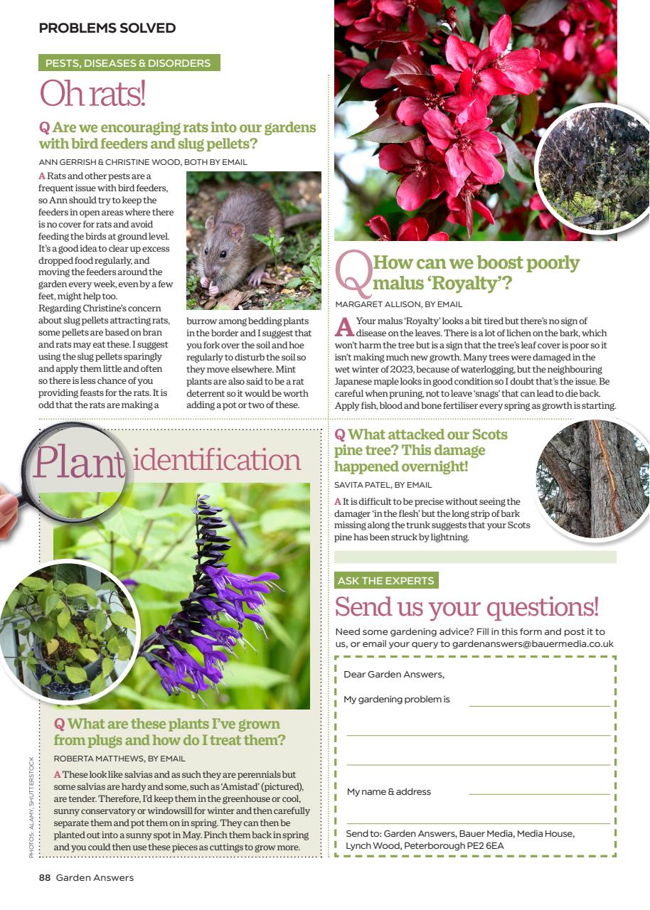 Garden Answers Preview Pages