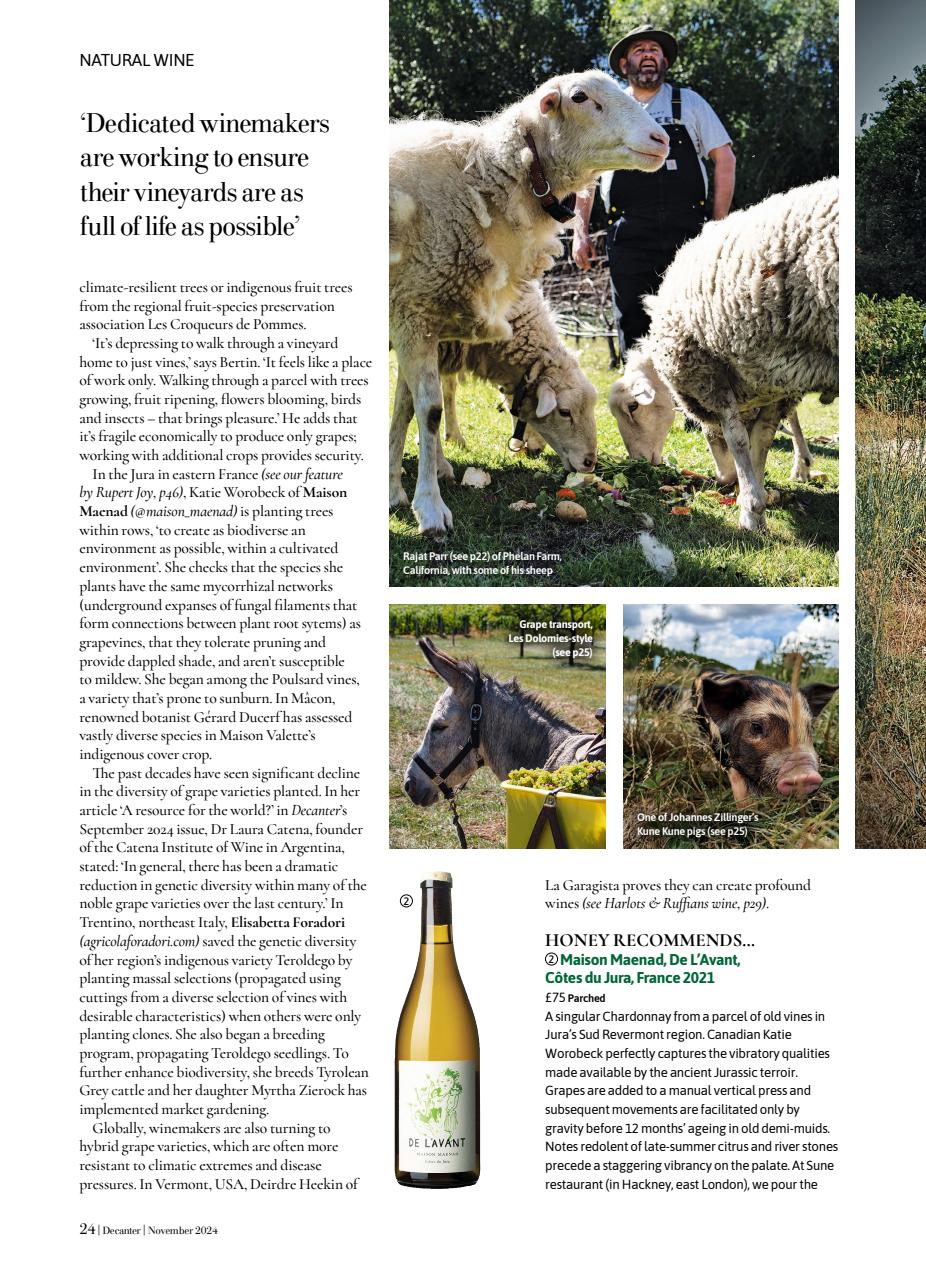 Decanter Preview Pages