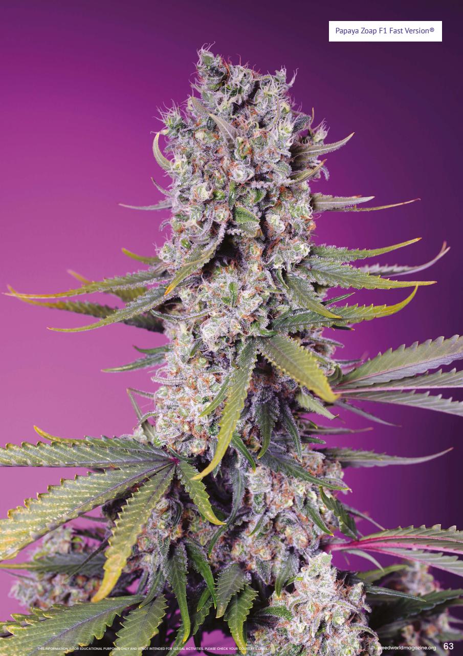 Weed World Preview Pages