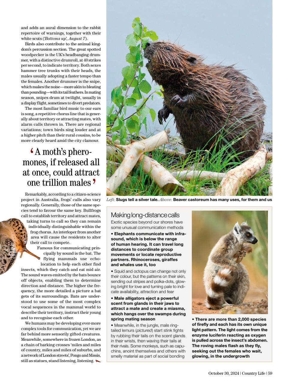 Country Life Preview Pages