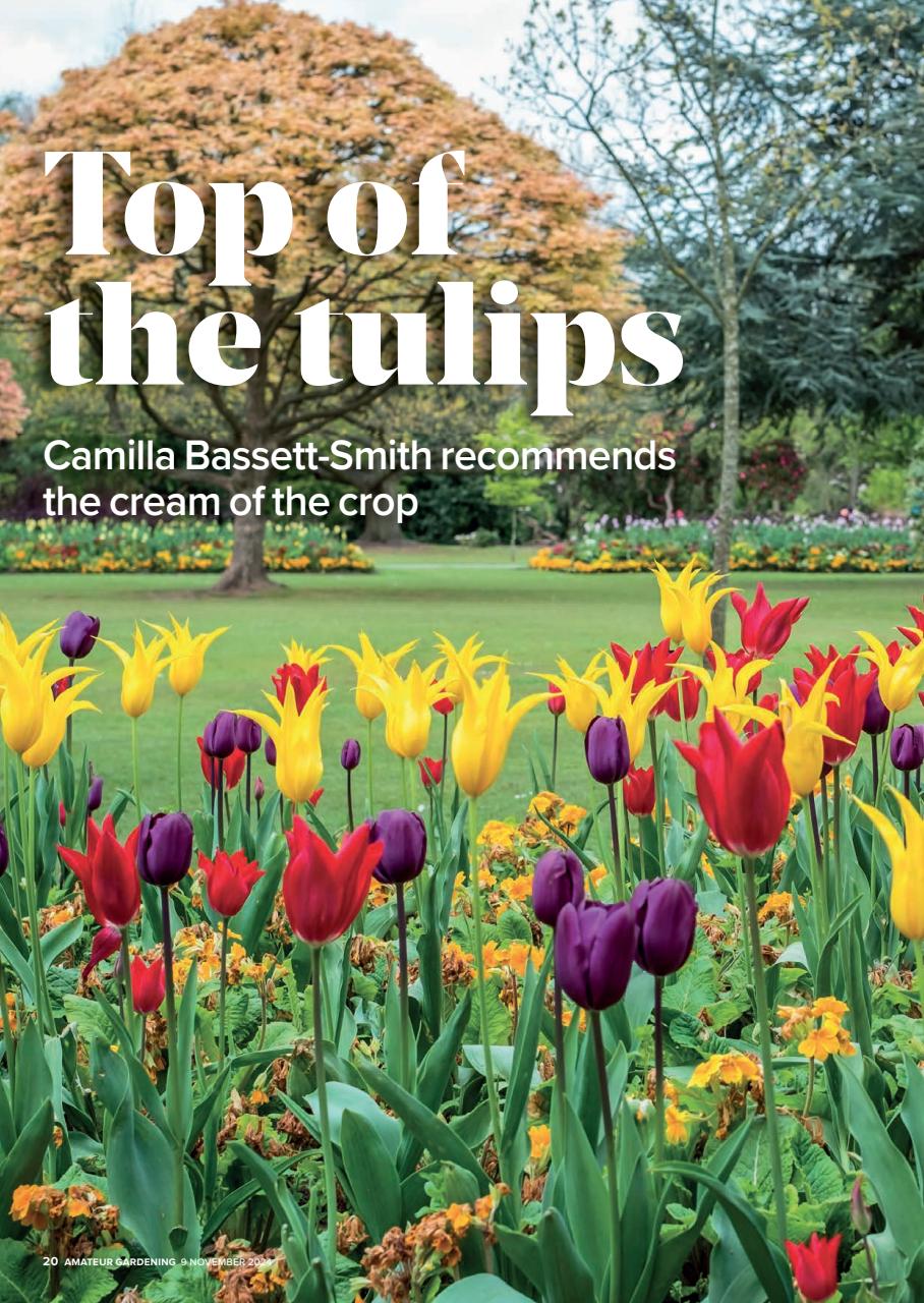 Amateur Gardening Preview Pages