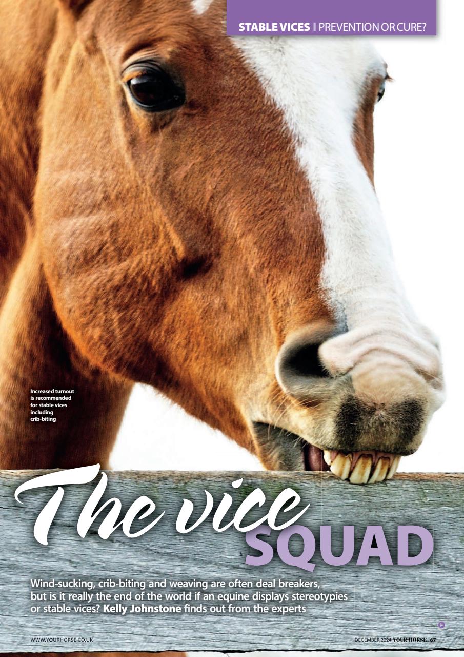 Your Horse Preview Pages