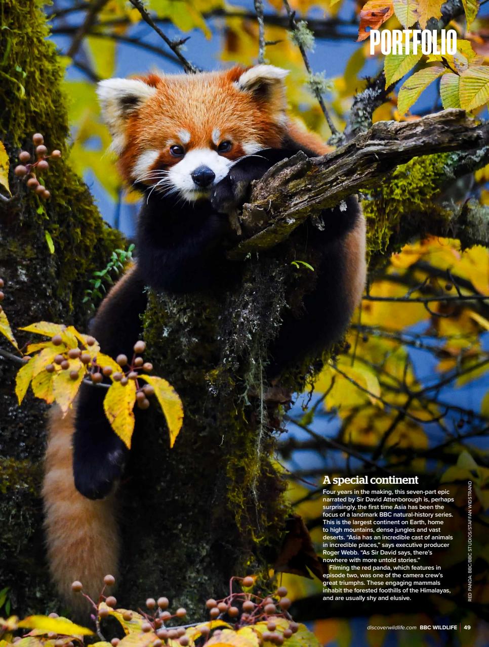 BBC Wildlife Magazine Preview Pages