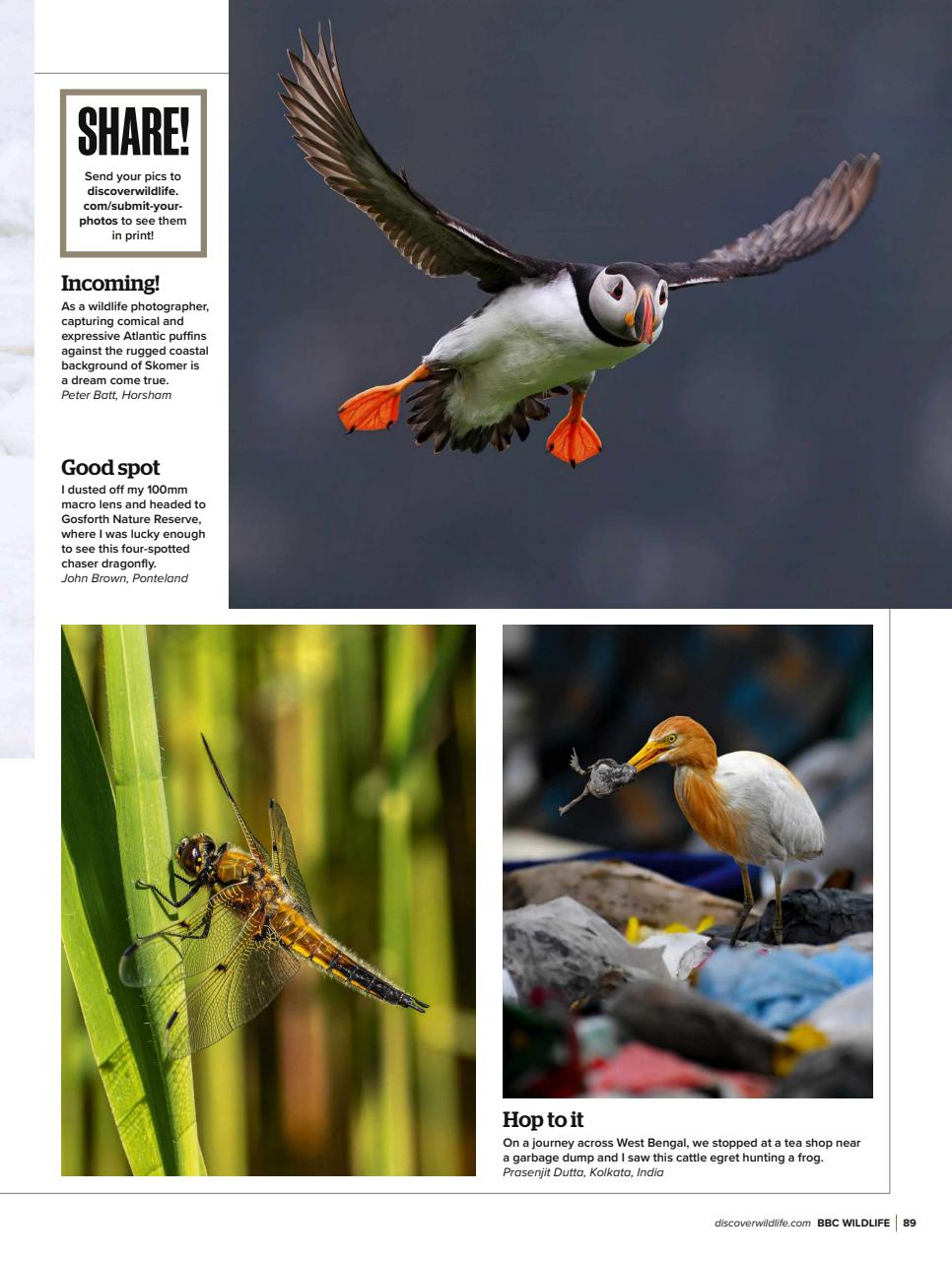 BBC Wildlife Magazine Preview Pages