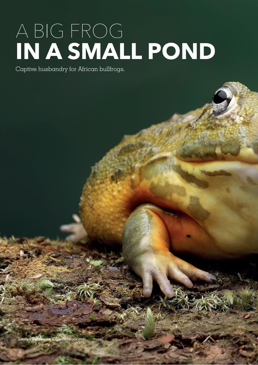 Exotics Keeper Preview Pages