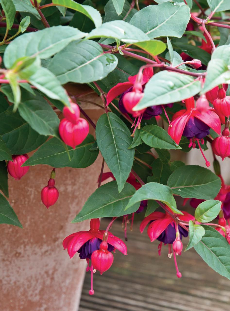 Amateur Gardening Preview Pages