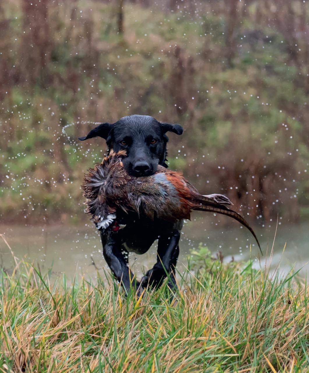 Gundog Journal Preview Pages