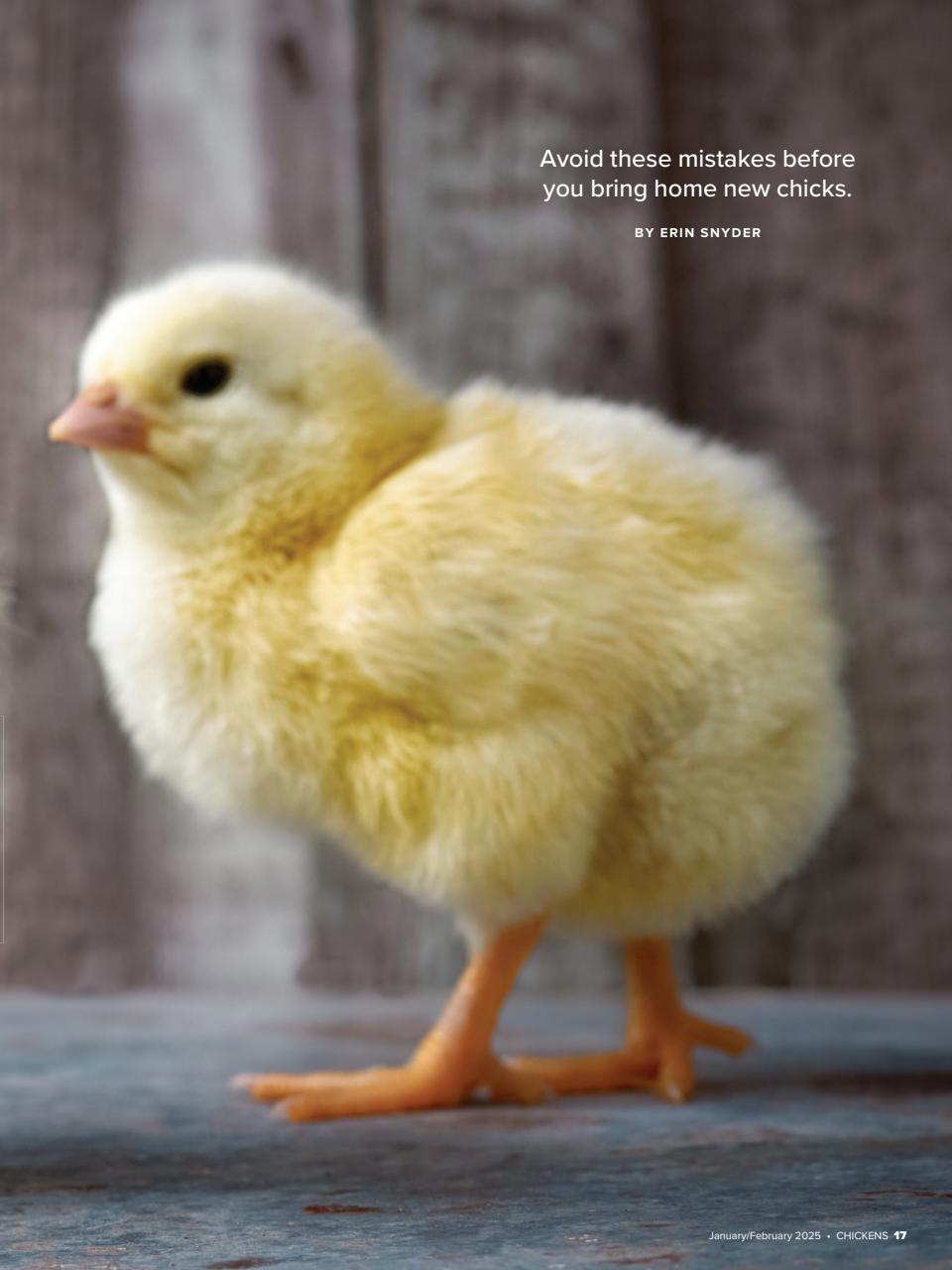 Chickens Magazine Preview Pages