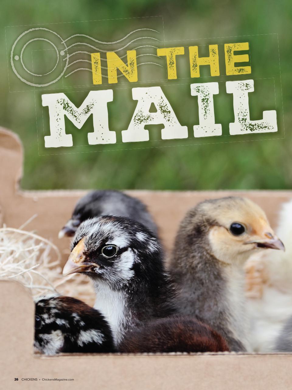 Chickens Magazine Preview Pages