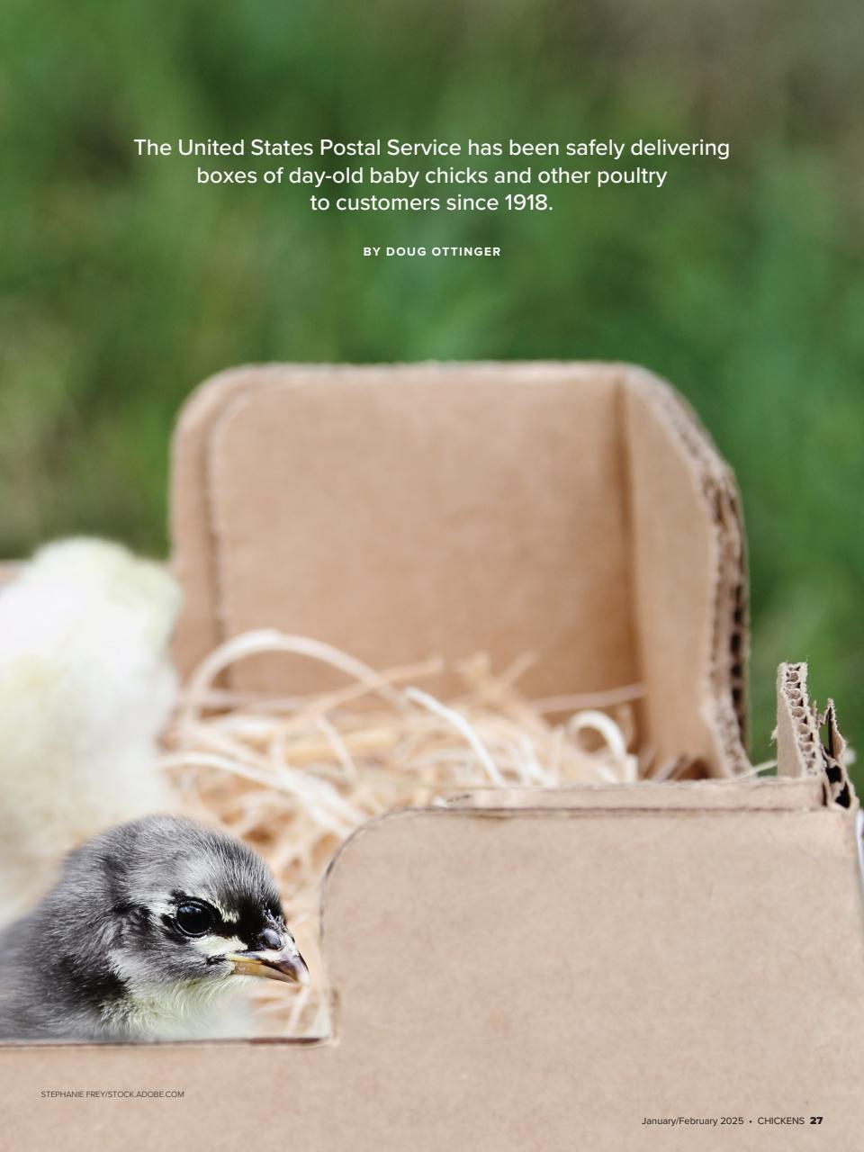 Chickens Magazine Preview Pages