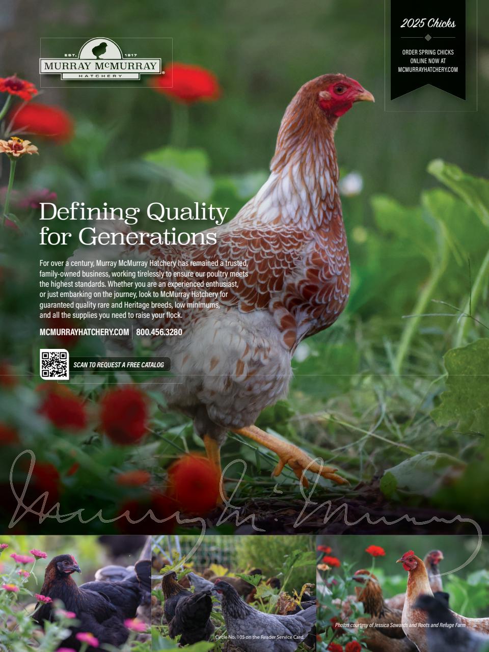 Chickens Magazine Preview Pages