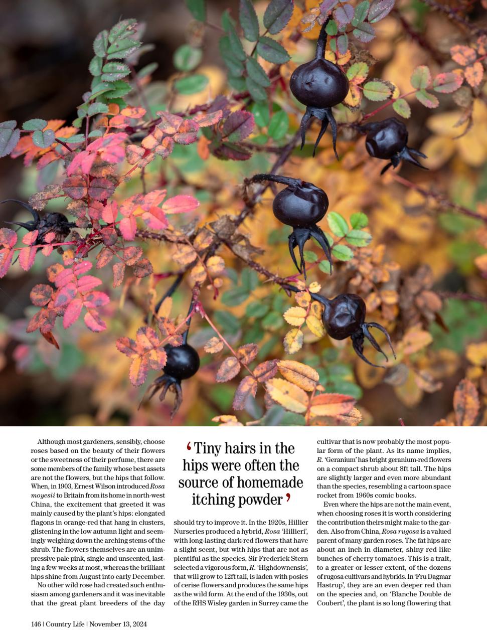 Country Life Preview Pages