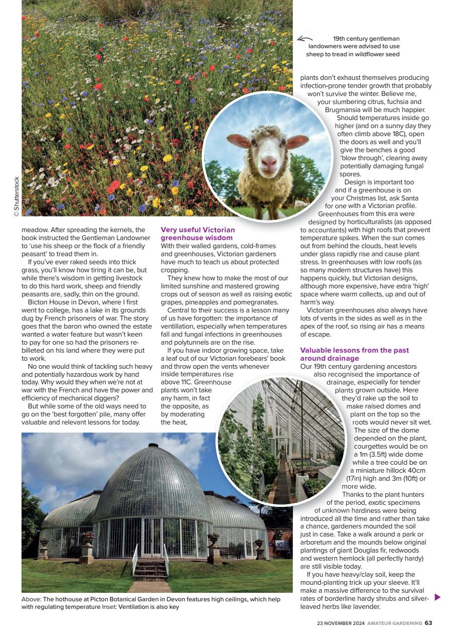 Amateur Gardening Preview Pages