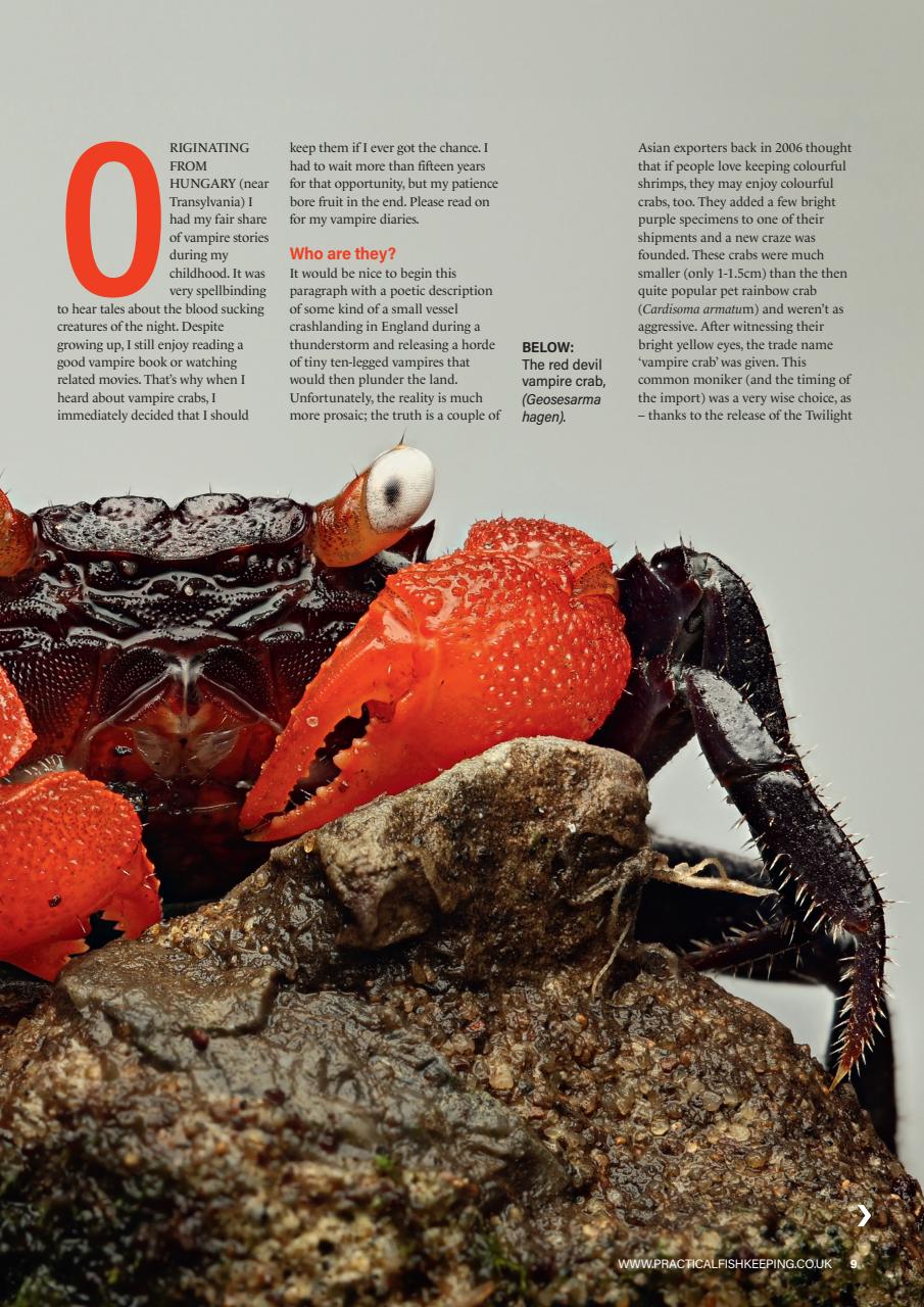 Practical Fishkeeping Preview Pages