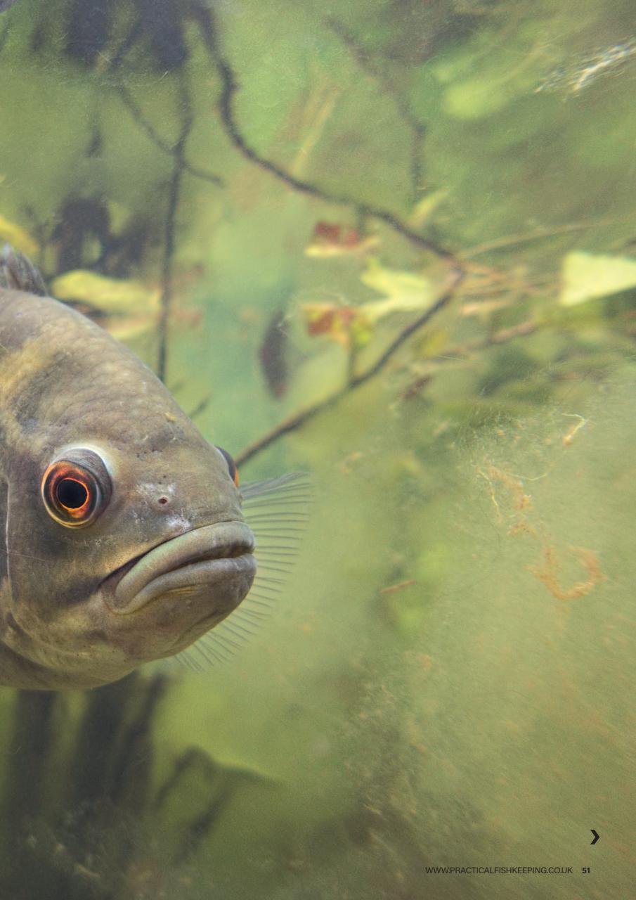 Practical Fishkeeping Preview Pages