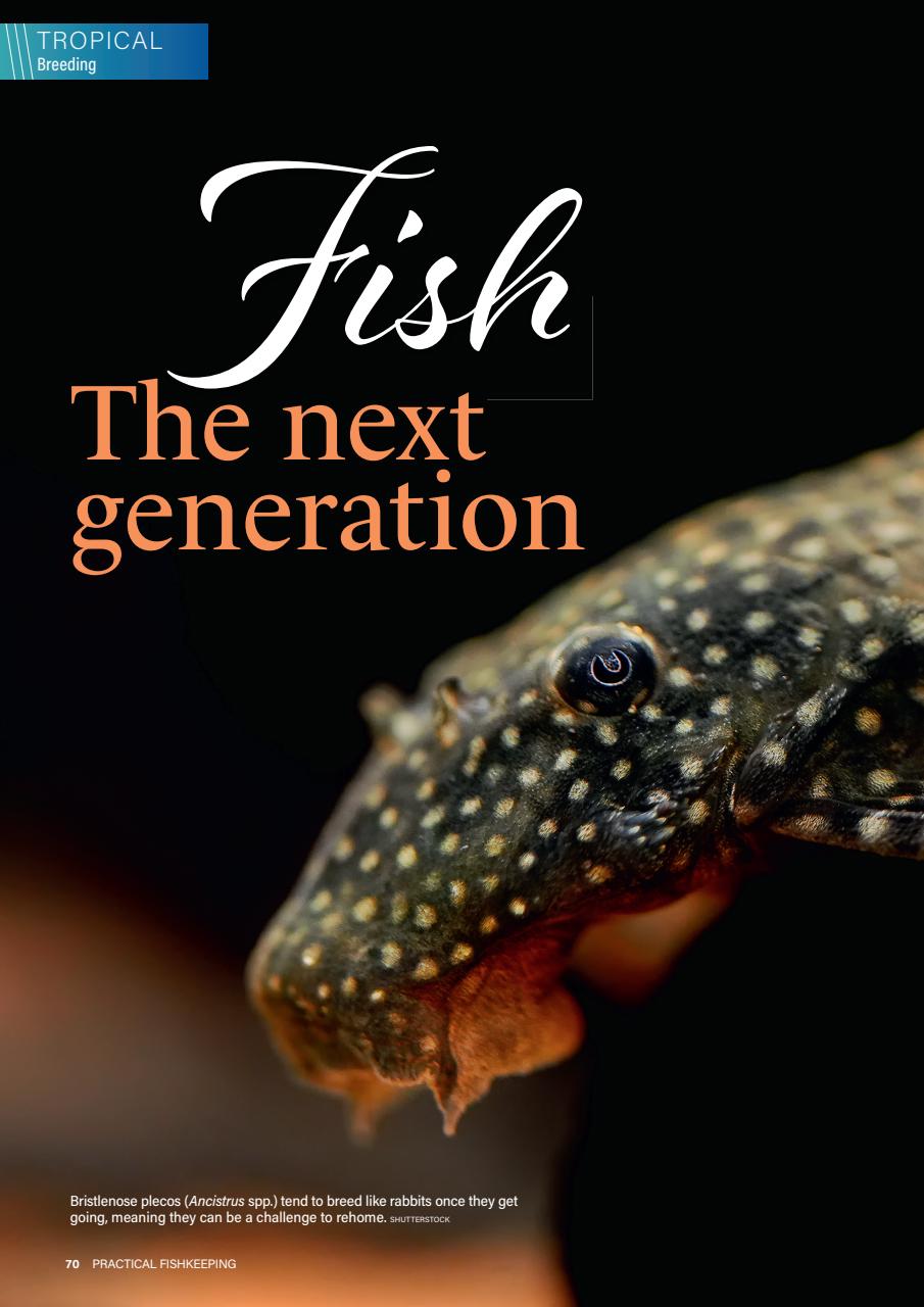 Practical Fishkeeping Preview Pages