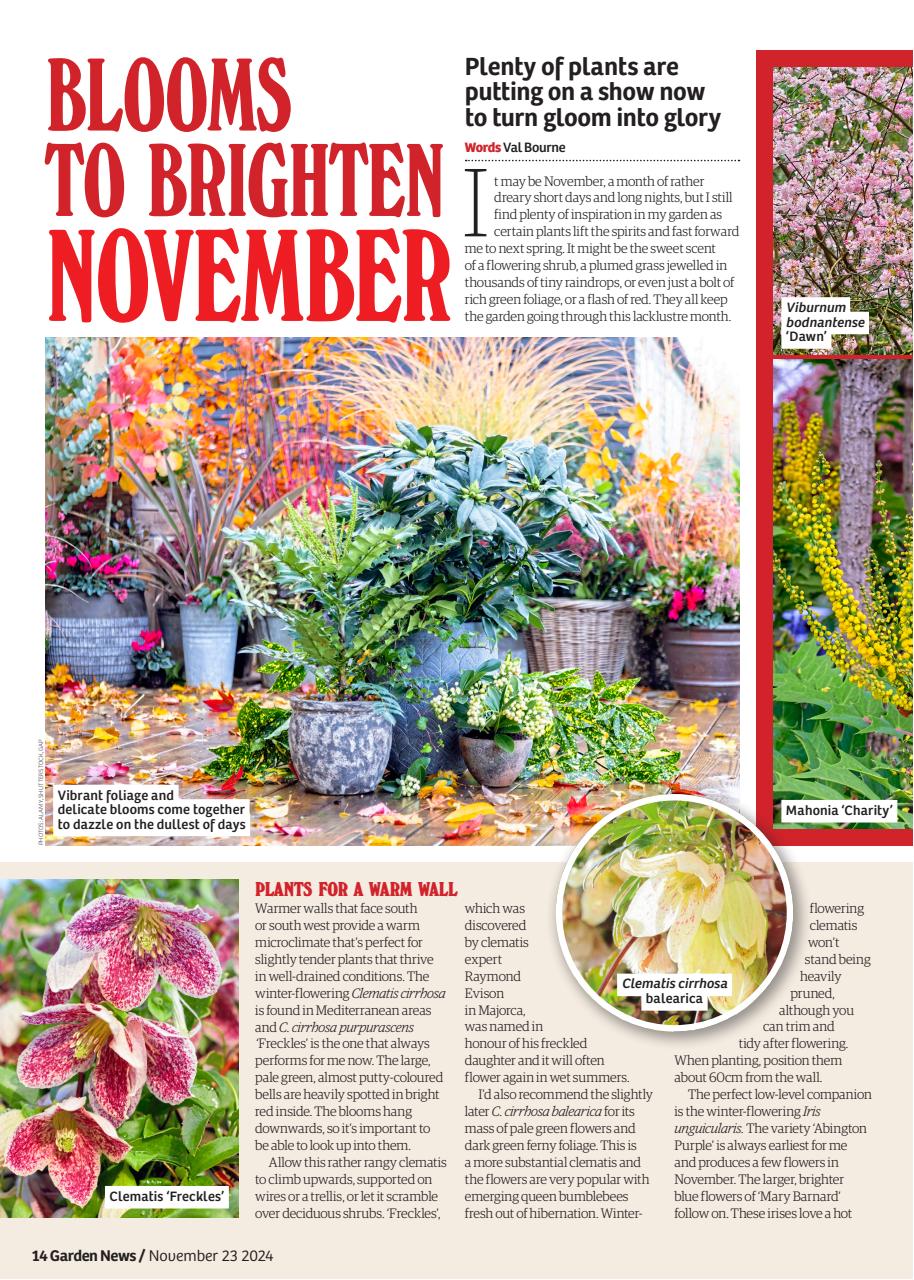 Garden News Preview Pages