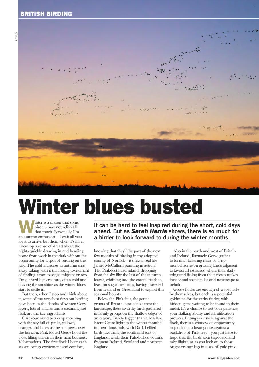 Birdwatch Magazine Preview Pages
