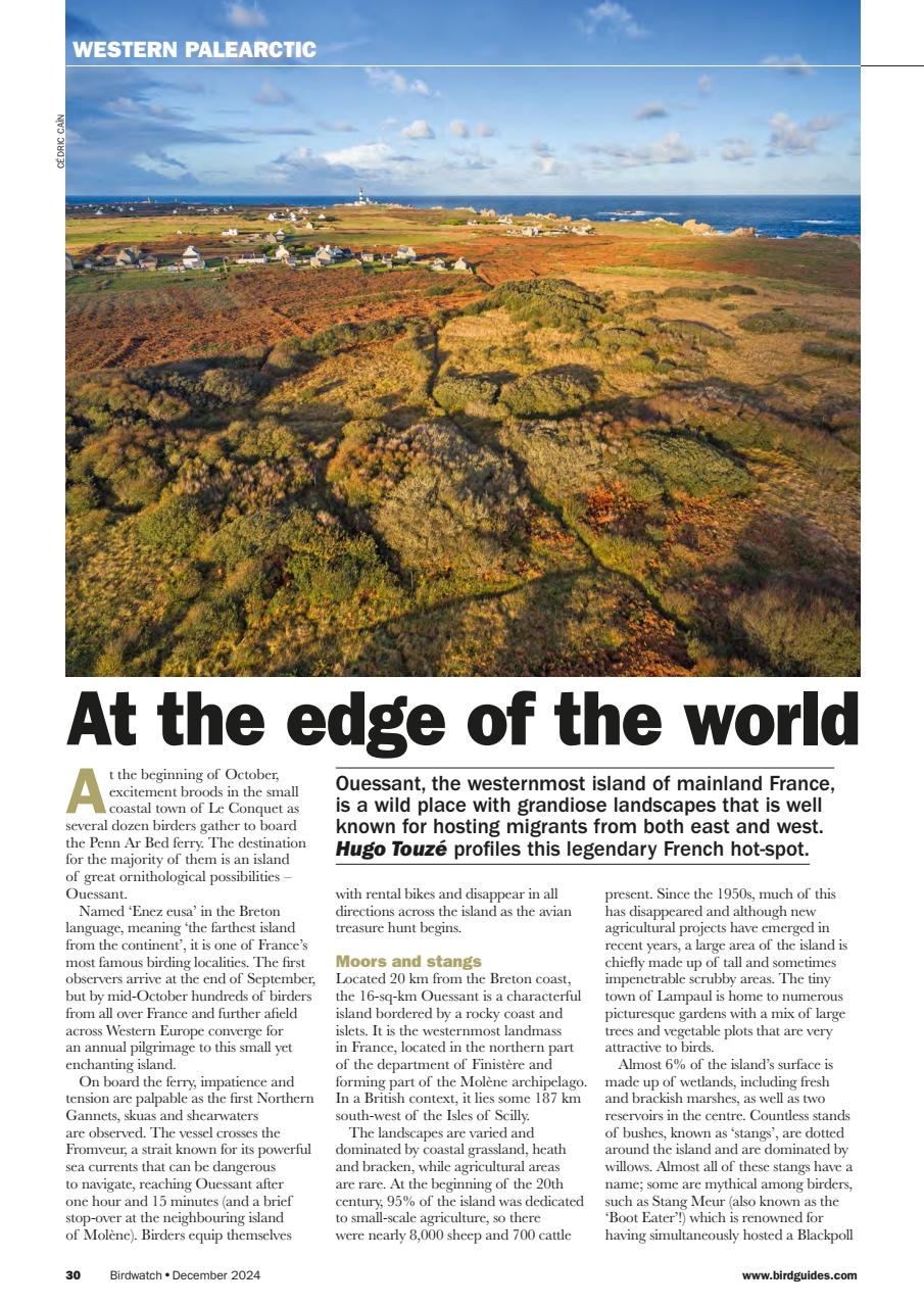 Birdwatch Magazine Preview Pages