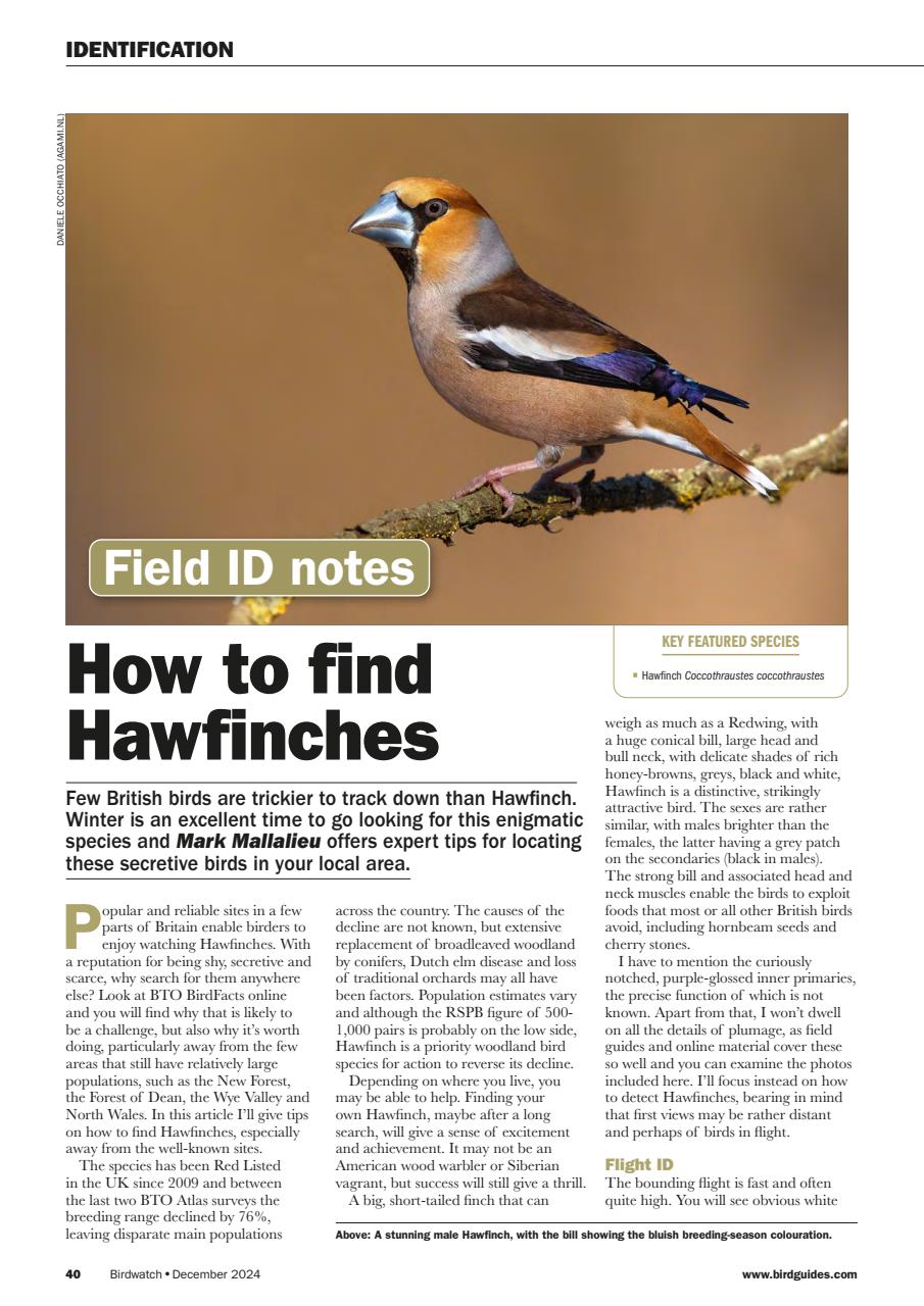 Birdwatch Magazine Preview Pages