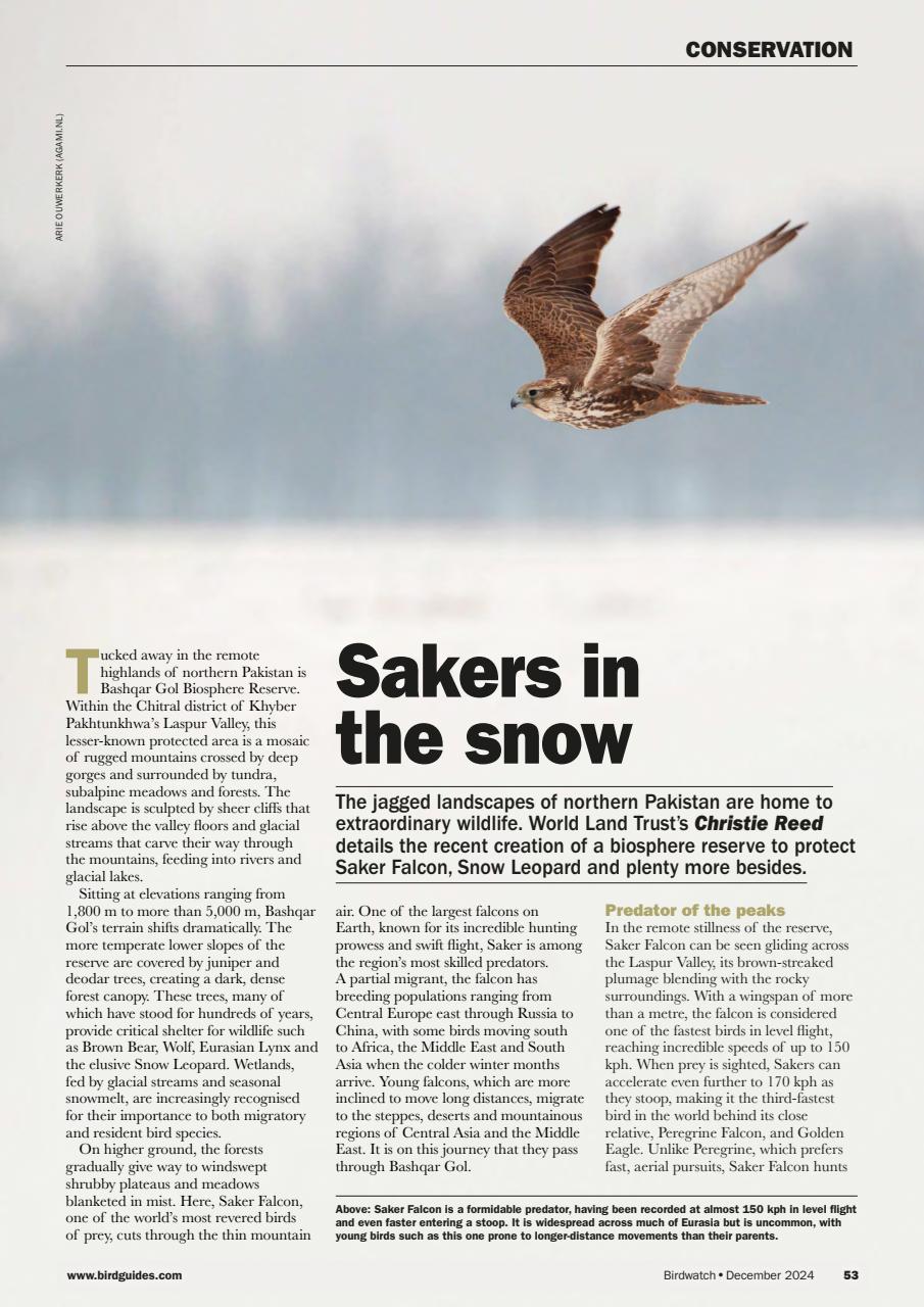 Birdwatch Magazine Preview Pages