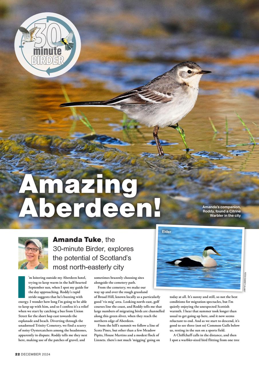 Bird Watching Preview Pages