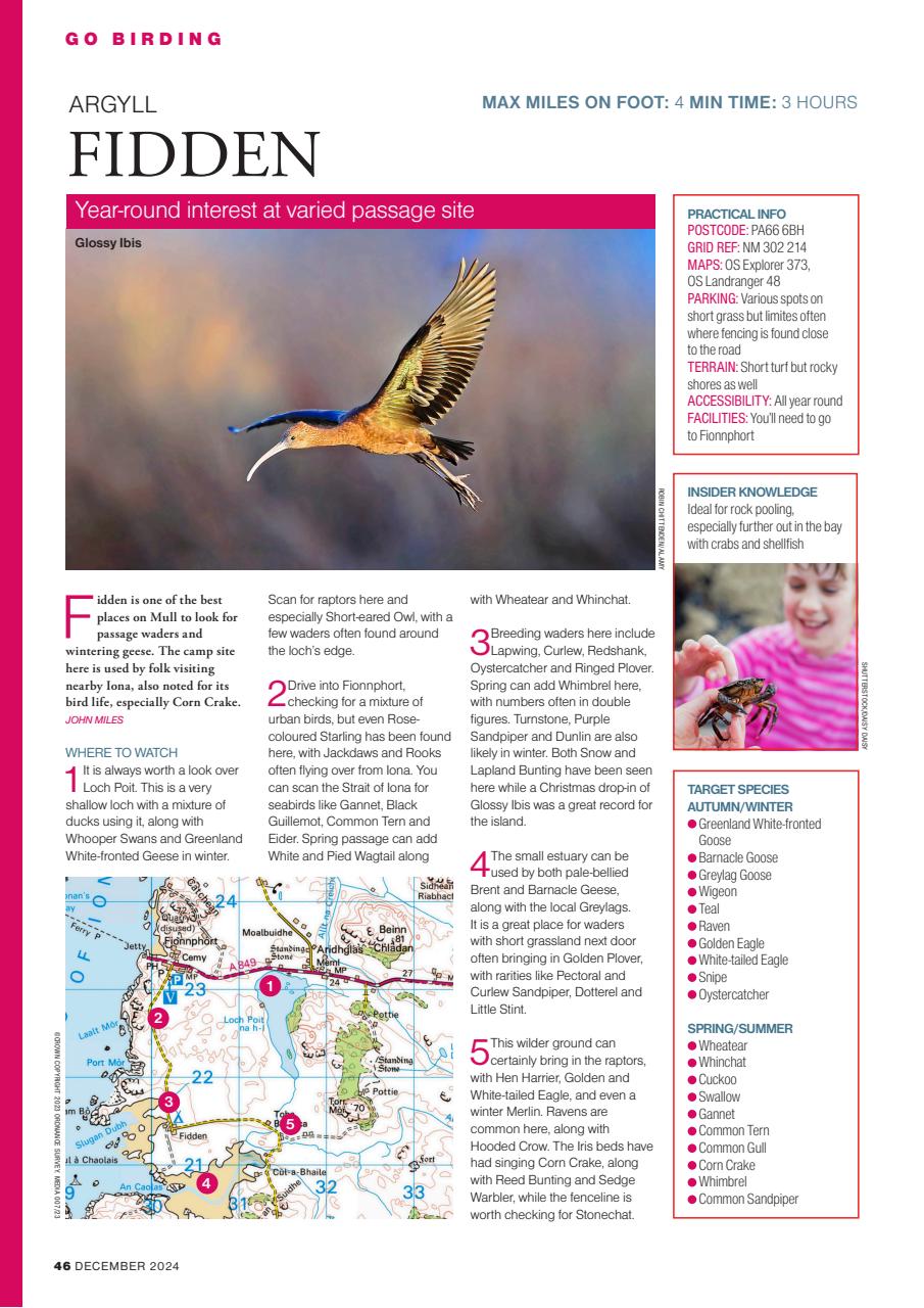 Bird Watching Preview Pages