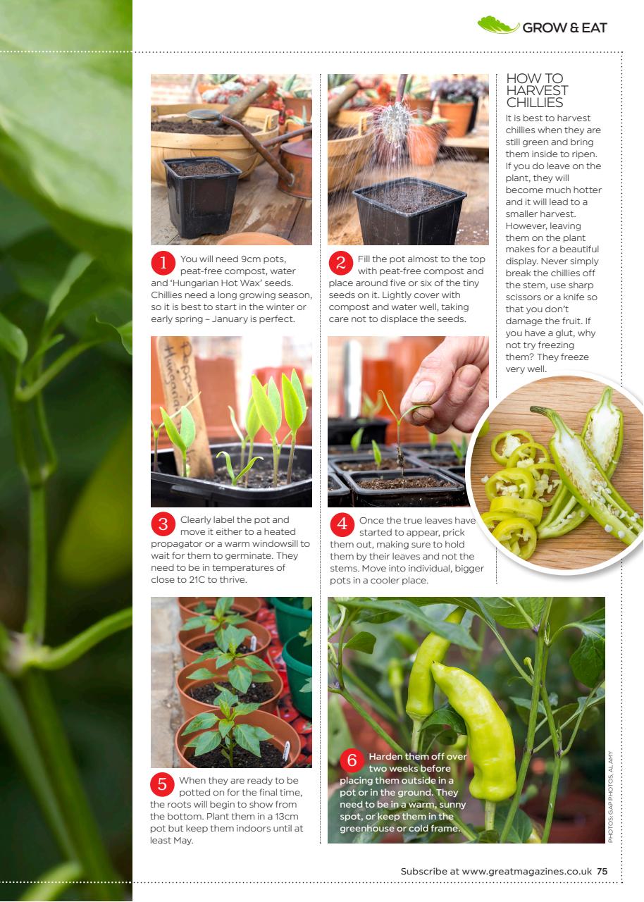 Garden Answers Preview Pages