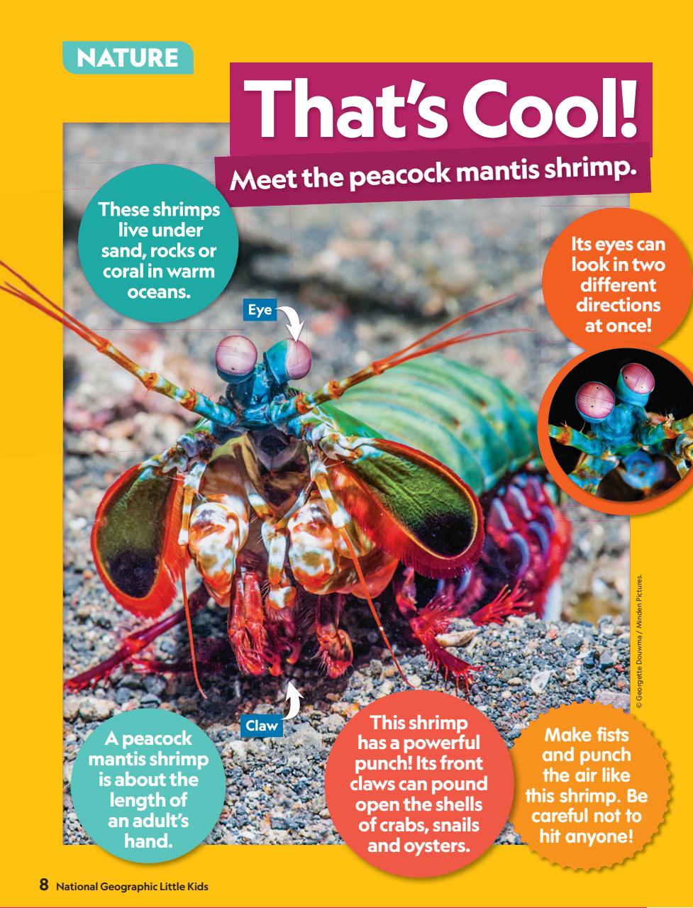 National Geographic Little Kids Preview Pages