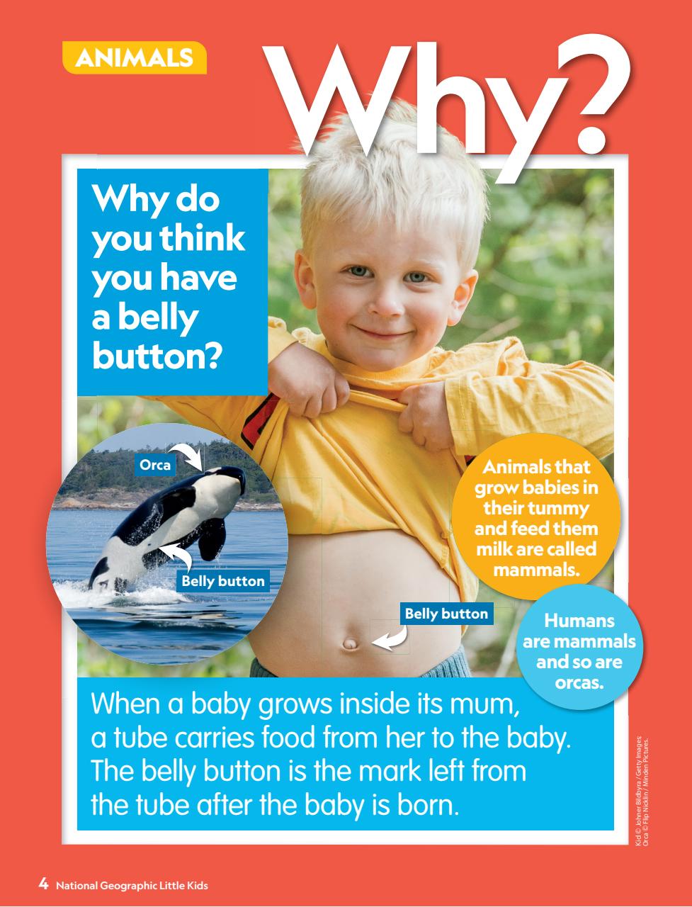 National Geographic Little Kids Preview Pages