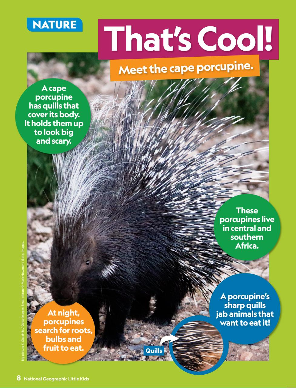 National Geographic Little Kids Preview Pages