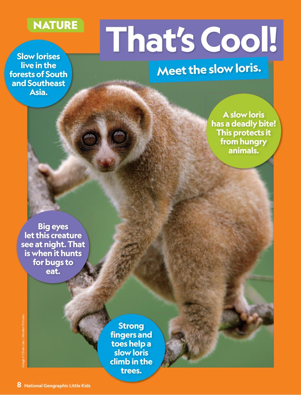 National Geographic Little Kids Preview Pages