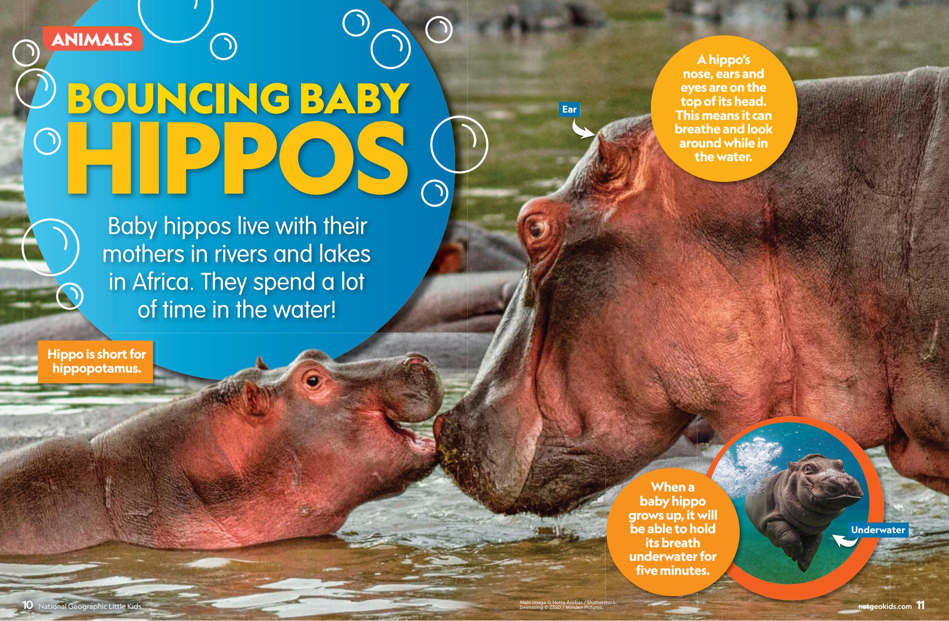 National Geographic Little Kids Preview Pages