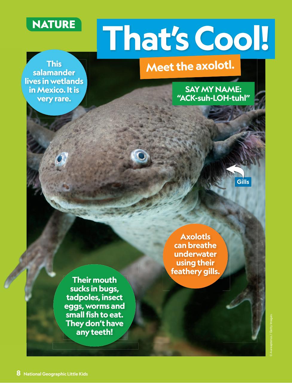 National Geographic Little Kids Preview Pages